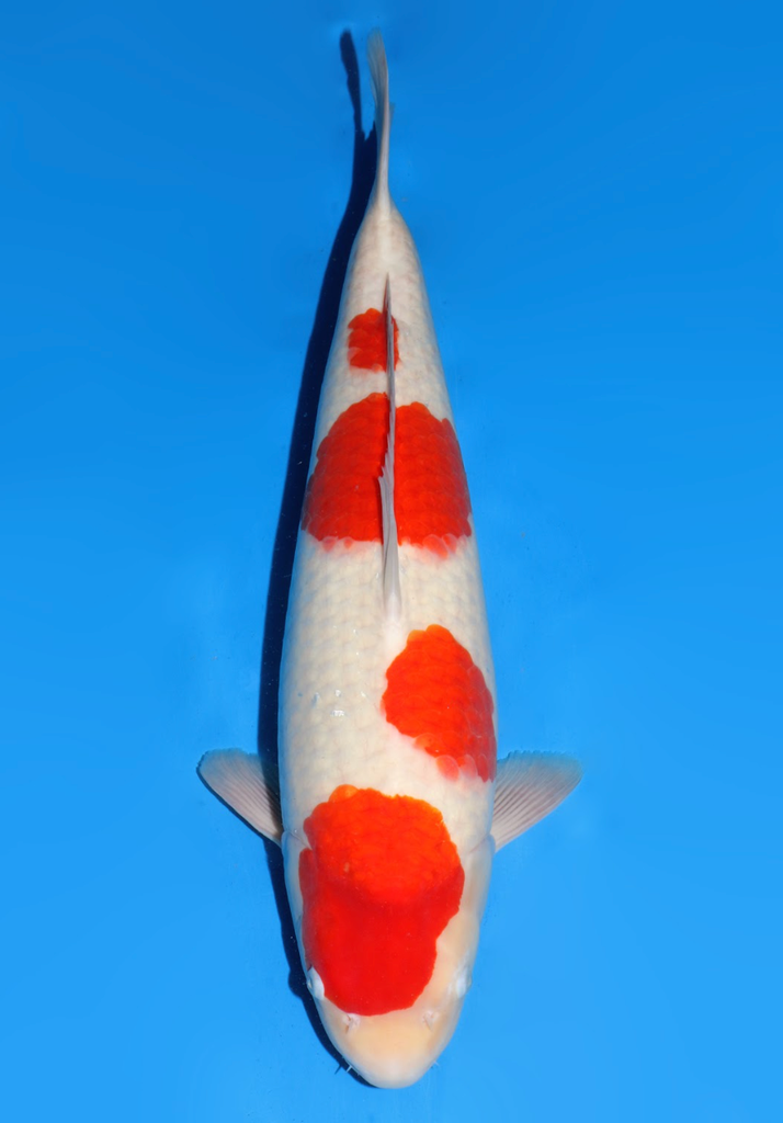 56cm Japanese Imported Kohaku - Dainichi - ICF2/3 - 106