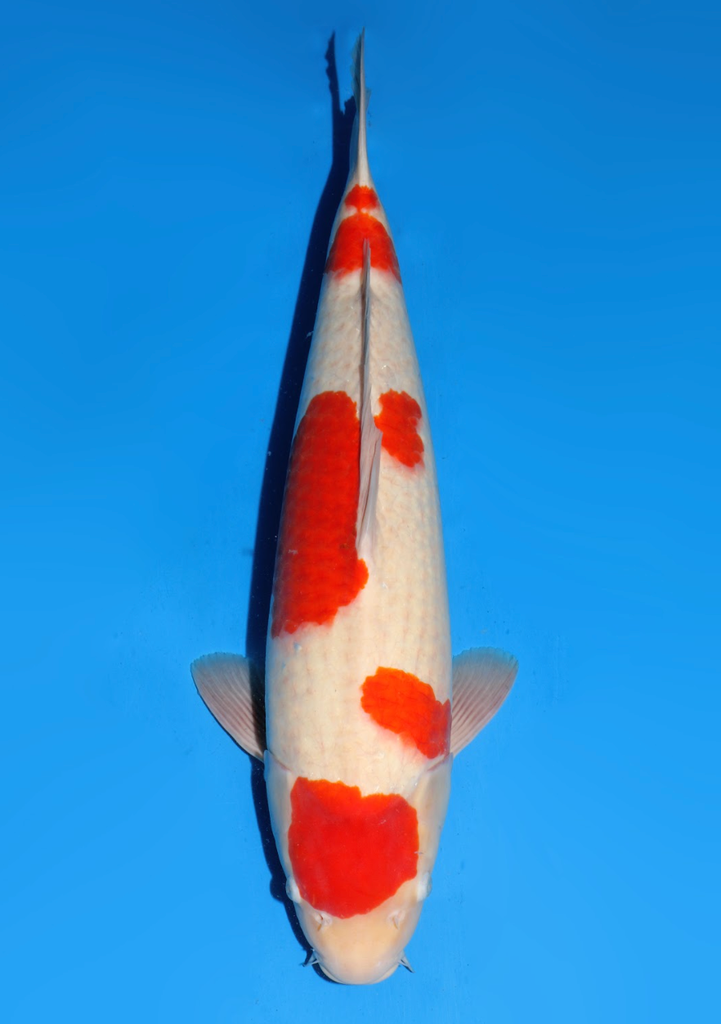 58cm Japanese Imported Kohaku - Dainichi - ICF2/3 - 110