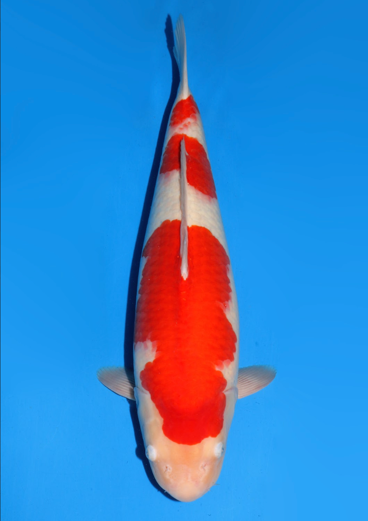 59cm Japanese Imported Kohaku - Dainichi - ICF2/3 - 115