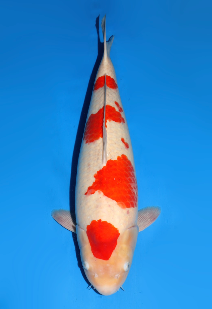 62cm Japanese Imported Kohaku - Dainichi - ICF2/3 - 123