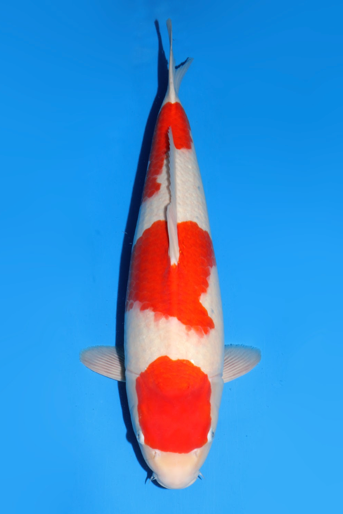 59cm Japanese Imported Maruten Kohaku - Dainichi - ICF2/3 - 127