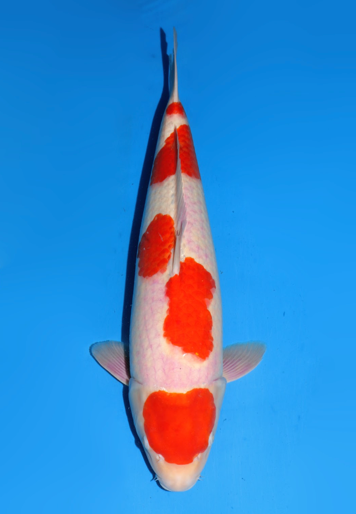 59cm Japanese Imported Maruten Kohaku - Dainichi - ICF2/3 - 137