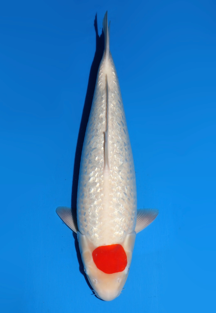 55cm Japanese Imported Ginrin Tancho Kohaku - Dainichi - ICF2/3 - 142
