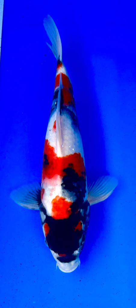 33cm Japanese Imported Showa - Shintaro - PGH9 - 3