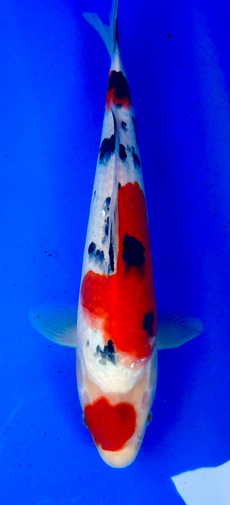 37cm Japanese Imported Maruten Sanke - Shintaro - PGH9 - 4
