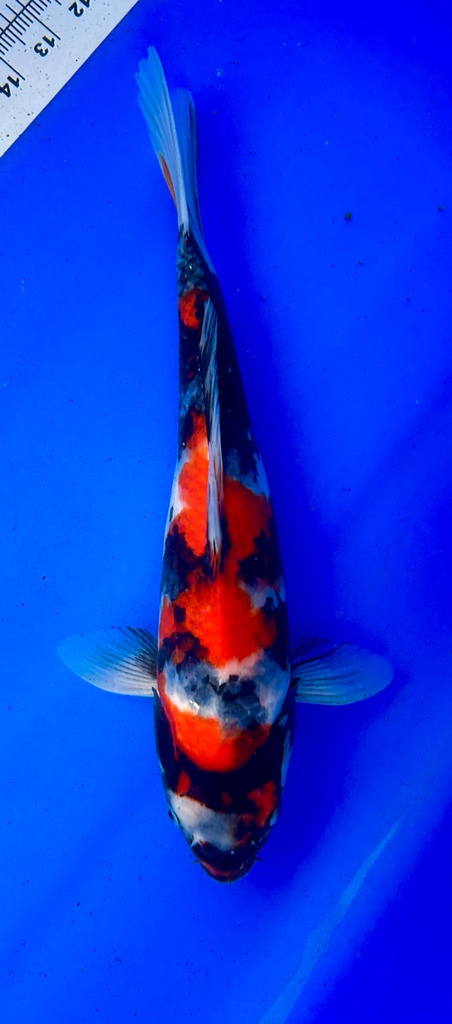 35cm Japanese Imported Showa - Shintaro - PGH9 - 5