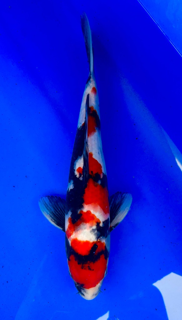 37cm Japanese Imported Showa - Shintaro - PGH9 - 6