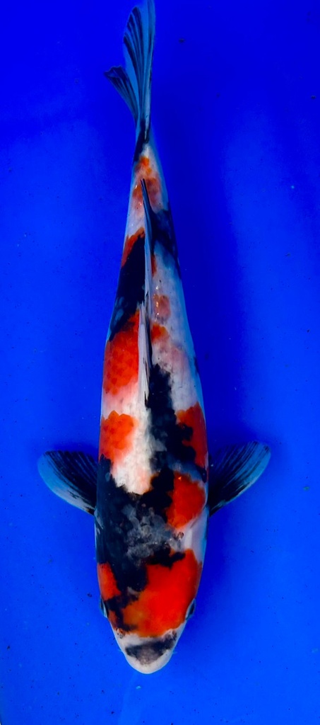 33cm Japanese Imported Showa - Shintaro - PGH9 - 8