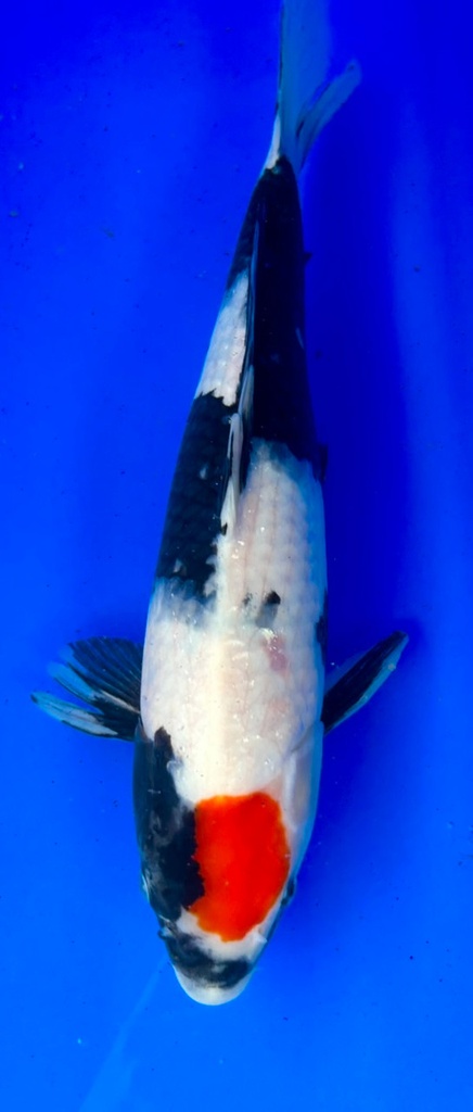 40cm Japanese Imported Maruten Showa - Shintaro - PGH9 - 10