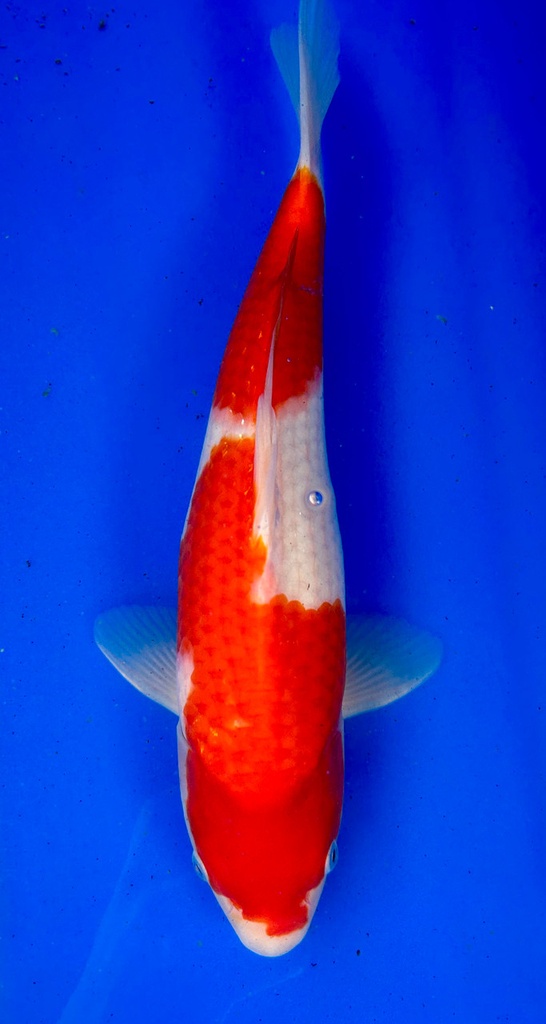 38cm Japanese Imported Kohaku - Shintaro - PGH9 - 13