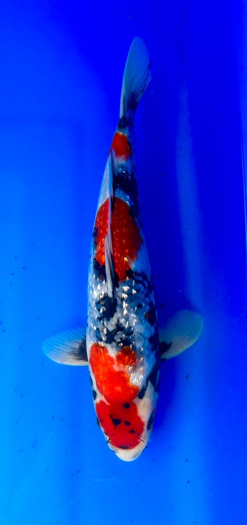 36cm Japanese Imported Ginrin Tancho Showa - Shintaro - PGH9 - 18