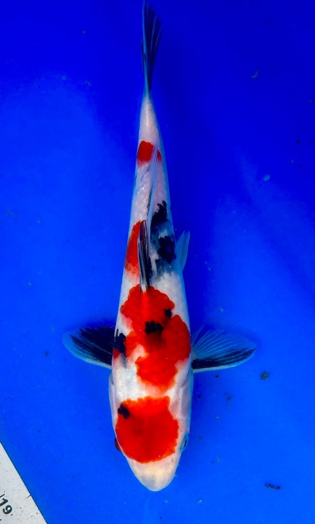 30cm Japanese Imported Maruten Showa - Shintaro - PGH9 - 21
