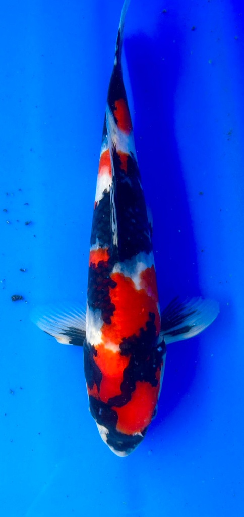 34cm Japanese Imported Showa - Shintaro - PGH9 - 22