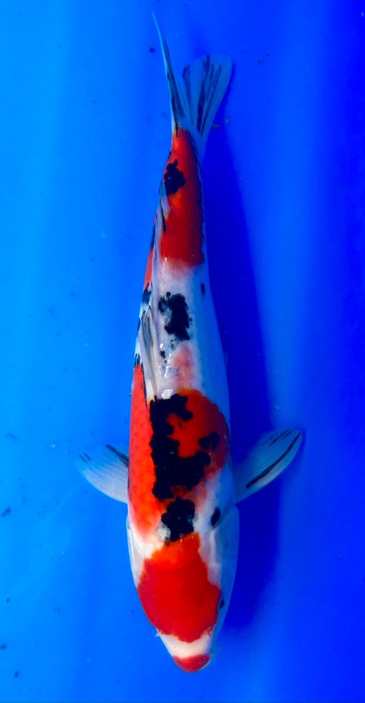 38cm Japanese Imported Maruten Sanke - Shintaro - PGH9 - 29
