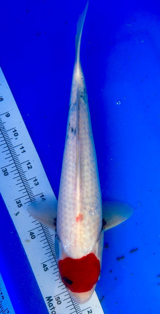 40cm Japanese Imported Tancho Showa - Shintaro - PGH9 - 32