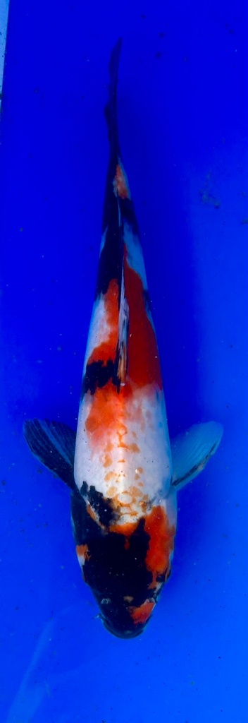30cm Japanese Imported Showa - Shintaro - PGH9 - 35