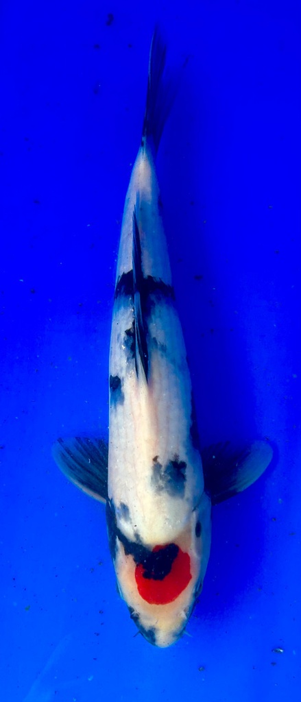 34cm Japanese Imported Tancho Showa - Shintaro - PGH9 - 37
