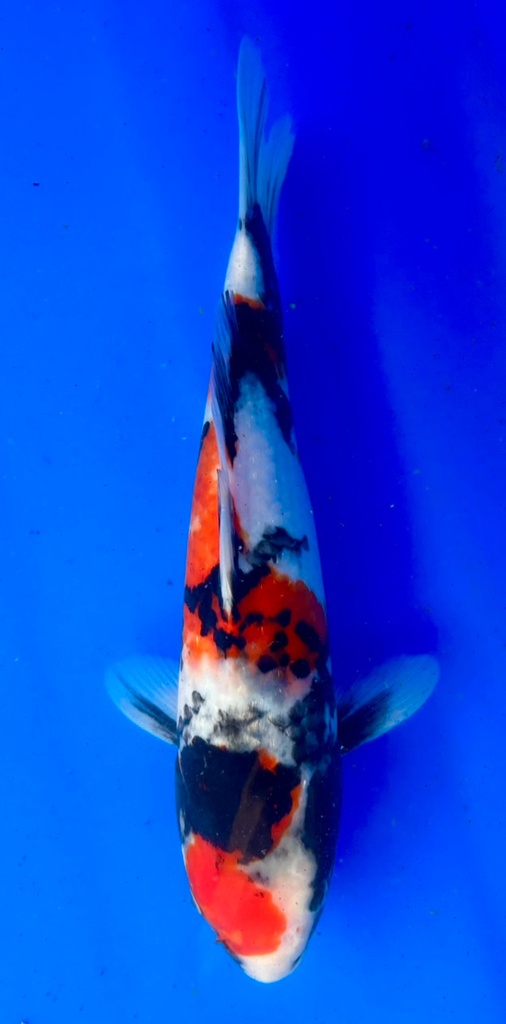 35cm Japanese Imported Showa - Shintaro - PGH9 - 38