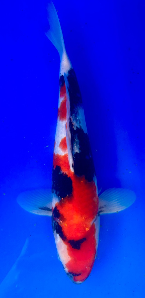 35cm Japanese Imported Showa - Shintaro - PGH9 - 43