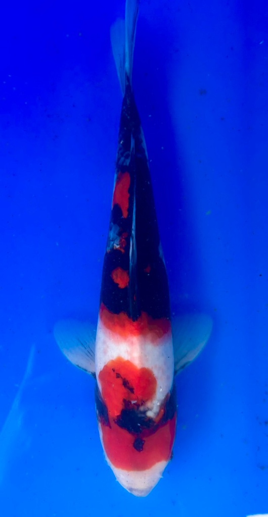 35cm Japanese Imported Showa - Shintaro - PGH9 - 47