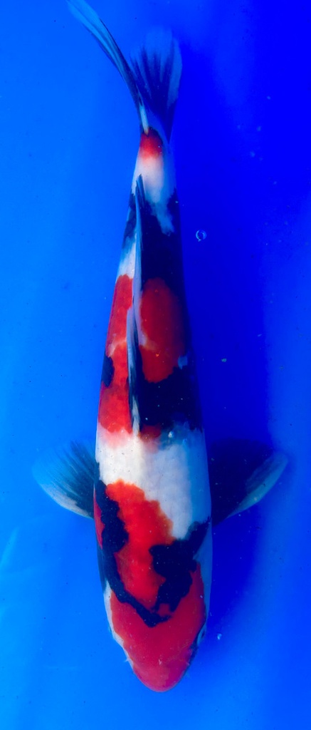35cm Japanese Imported Showa - Shintaro - PGH9 - 48