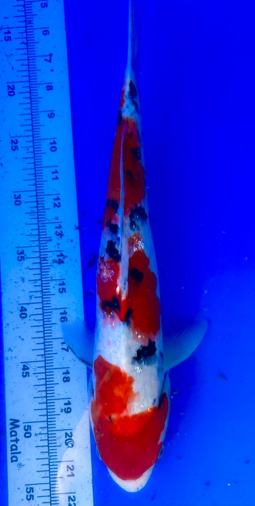 40cm Japanese Imported Ginrin Sanke - Shintaro- PGH9 - 53