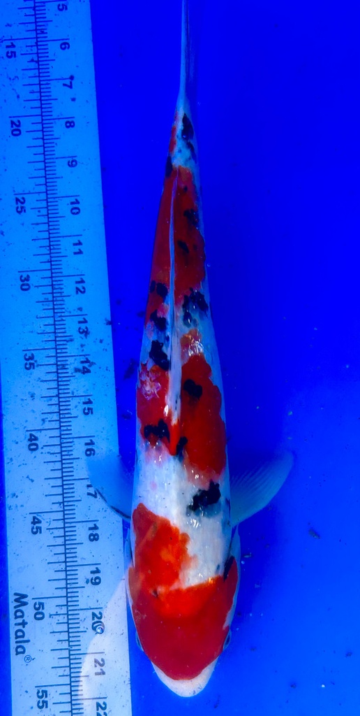 33cm Japanese Imported Showa - Shintaro - PGH9 - 57