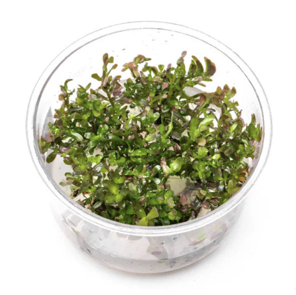 UNS Tissue Culture - Rotala rotundifolia 'Blood Red'