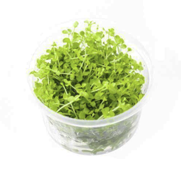 [UNS-TC1119-3] UNS Tissue Culture - Monte Carlo (Micranthemum tweediei)