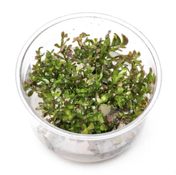 [UNS-TC889-4] UNS Tissue Culture - Rotala rotundifolia 'Blood Red'