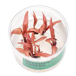 [UNS-TC825-1] UNS Tissue Culture - Cryptocoryne albida 'Red'