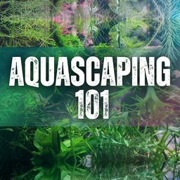 [A101-020125] Aquascaping 101: Green Brook Feb 1, 2025 3:00pm