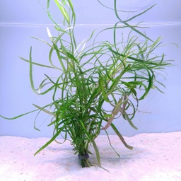 [JMK-B56] Pogostemon quadrifolius