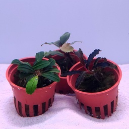 [BU1-P] Assorted Bucephalandra