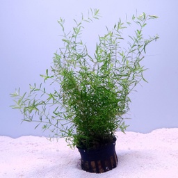 [JMK-P49] Pearl Weed (Hemianthus micranthemoides)