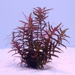 [B60] Rotala Magenta (Rotala macrandra 'narrow leaf')