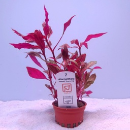 [023D] Alternanthera reineckii 'Rosanervig' (Tropica)