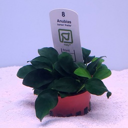 [101H] Anubias barteri 'nana petite' (Tropica)