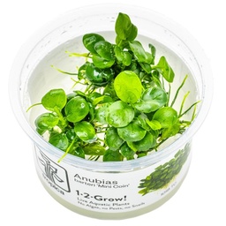 [101B-TC] Anubias barteri 'Mini Coin' 1-2-Grow!