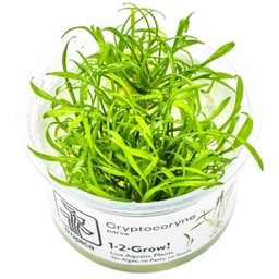 [106-TC] Cryptocoryne parva 1-2-Grow!