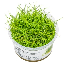 [132B-TC] Eleocharis pusilla 1-2-Grow!