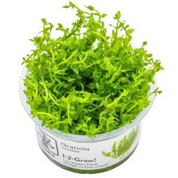 [042-TC] Gratiola viscidula 1-2-Grow!