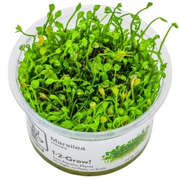 [010B-TC] Marsilea minuta 1-2-Grow!