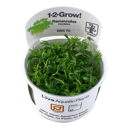 [022C-TC] Ranunculus inundatus 1-2-Grow!