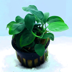 [JMK-R10-MP] Anubias barteri 'Nana'