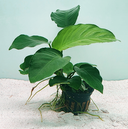 [JMK-R2-MP] Anubias barteri