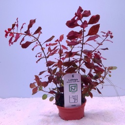 [035B] Ludwigia palustris (Tropica)