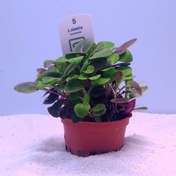 [053C] Lobelia cardinalis (Tropica)