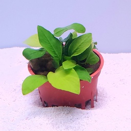 [JMK-R1-MP] Anubias barteri 'Nana Golden'