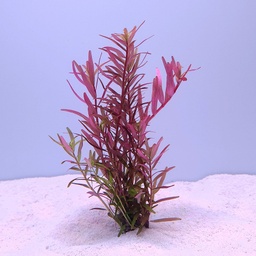 [B67] Rotala rotundifolia 'Orange Juice'